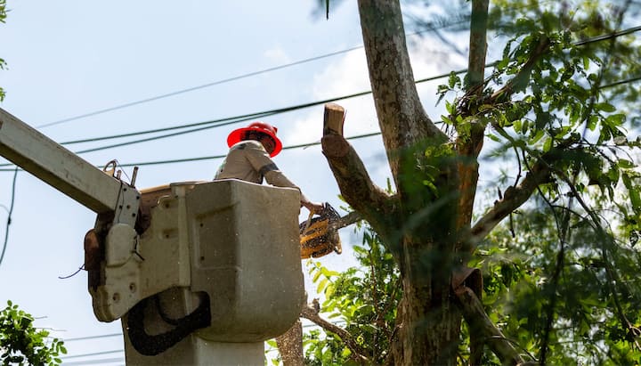 Tree care and maintenance services in Kirkland