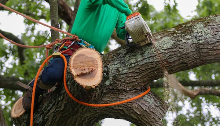 Shed your worries away with best tree removal in Kirkland
