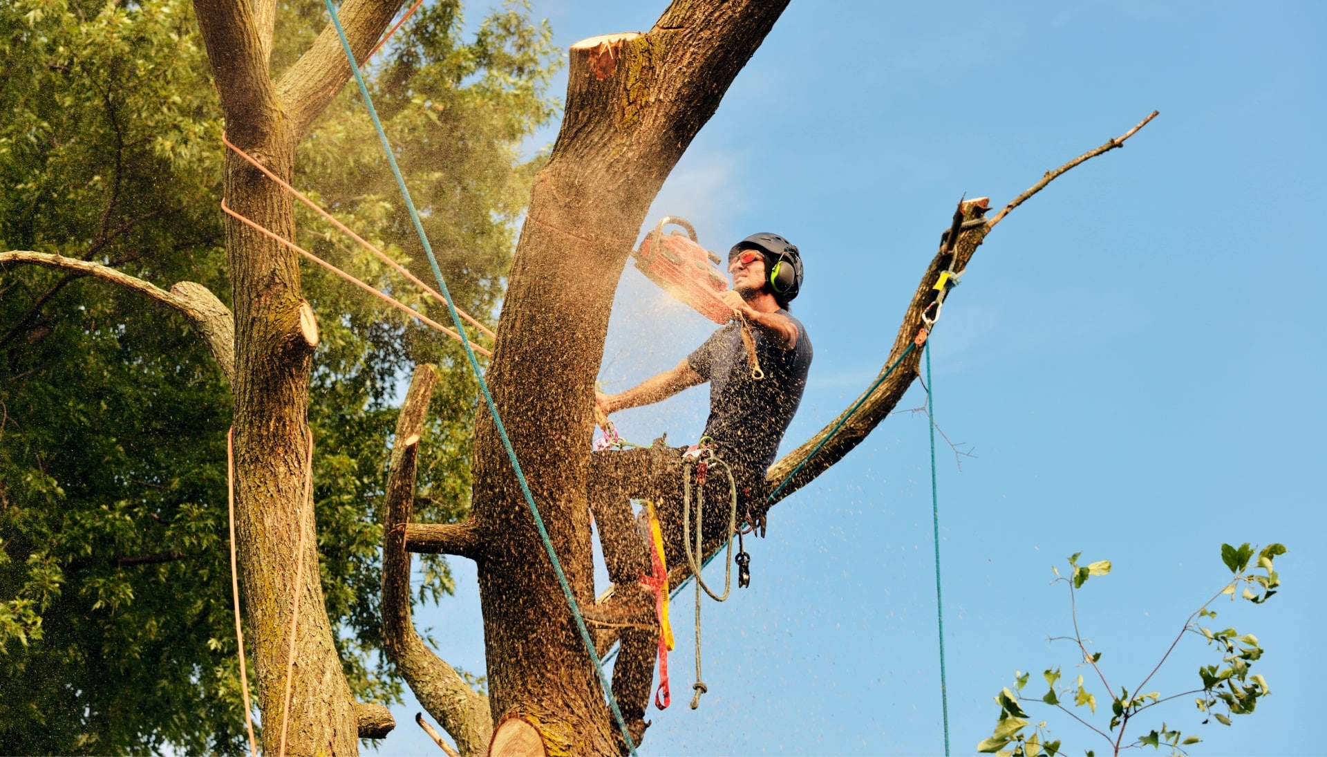 Get rid of tree problems with the expert tree removal contractors in Kirkland
