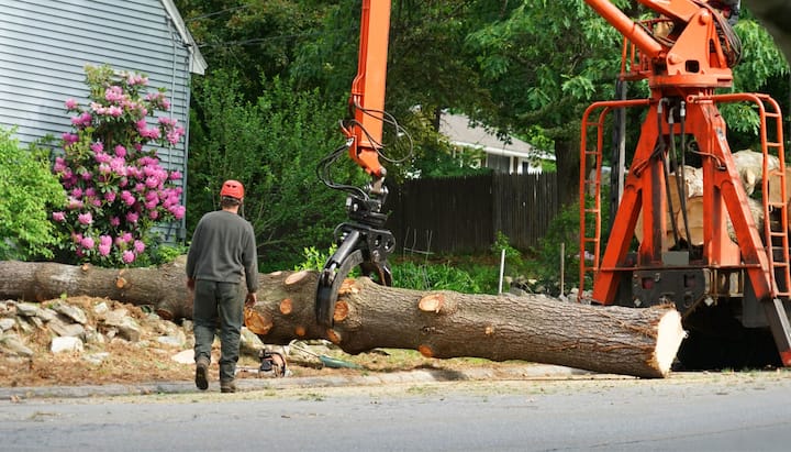 tree service kirkland