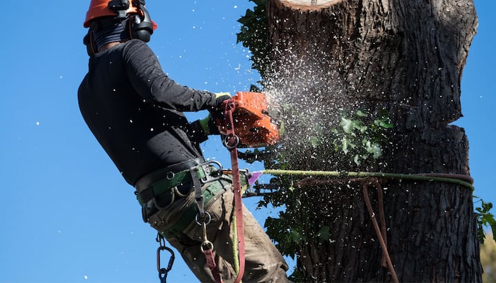 tree service kirkland